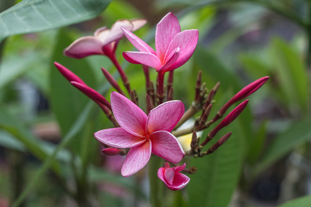 An image of pink red sparkles plumeria