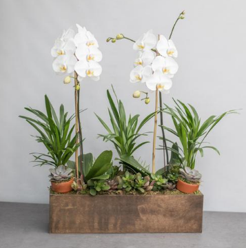 Screen Shot 2018-08-09 at 3.02.31 PM An image of two orchids in a wooden box for signature orchids