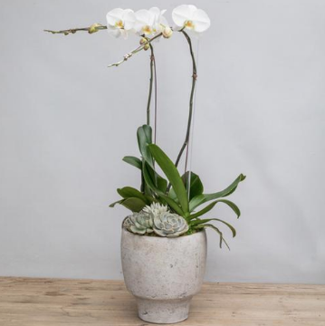 Screen Shot 2018-08-09 at 3.02.40 PM An image of an white orchid arrangement with succulents in a cement pot