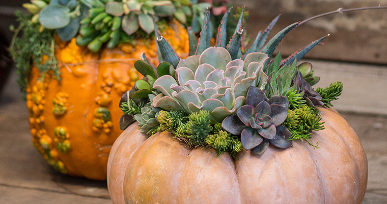 An image of a orange pumpkin topped with a variety of purple and green succulents