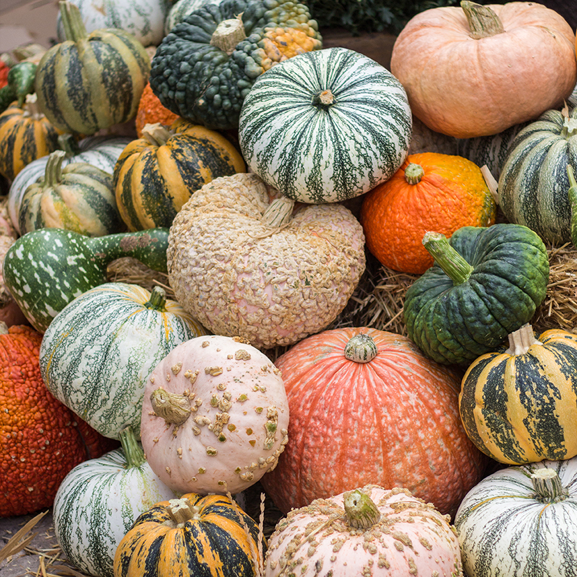 An image of a variety of pumpkins and specialty squash in all different colors and shapes