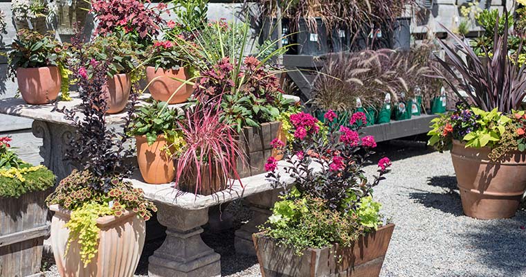 An image of outdoor containers for adding holiday color to your outdoors