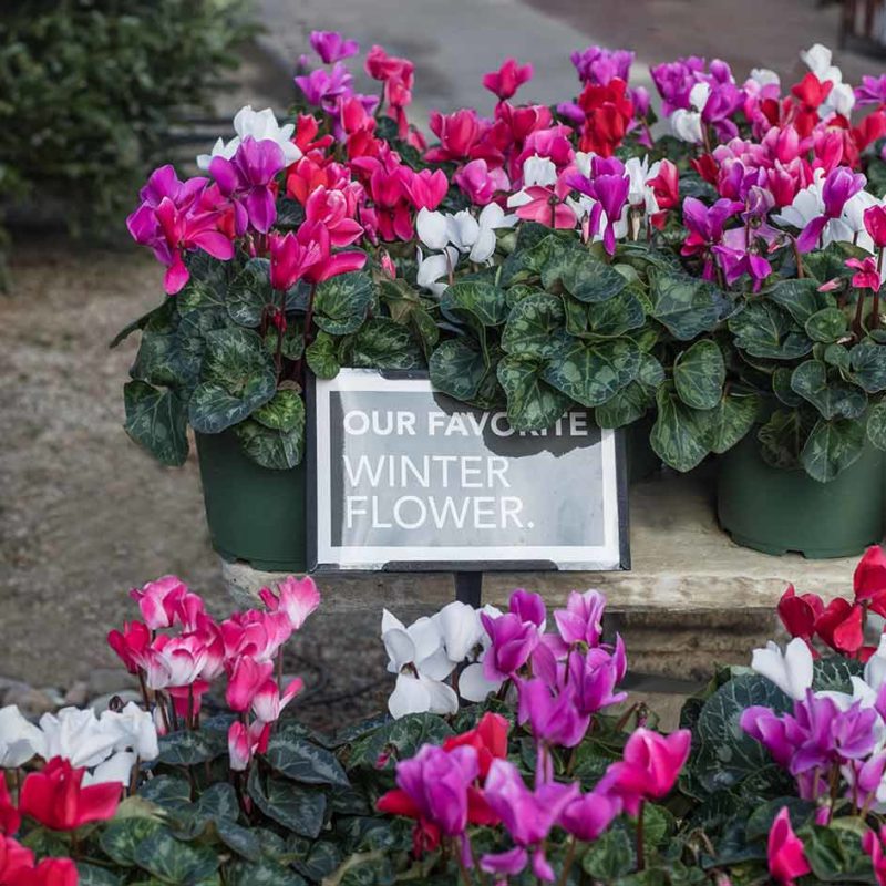 Cyclamen-2017 An image of Cyclamen plants in colors of white, pink and red