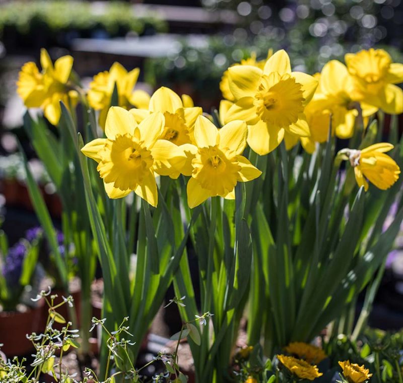 Daffodil An image of bright yellow Daffodil flowers that were planted as bulbs in the winter