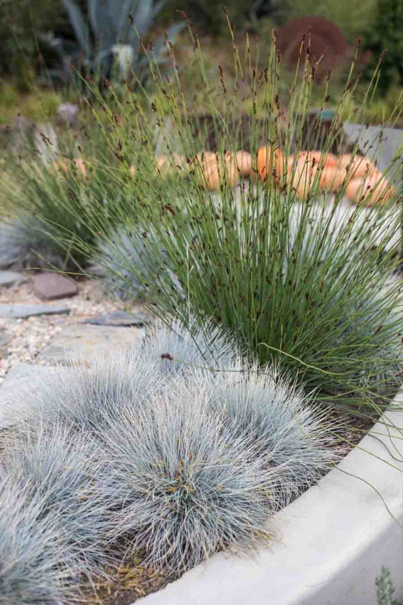 An image of ornamental grasses