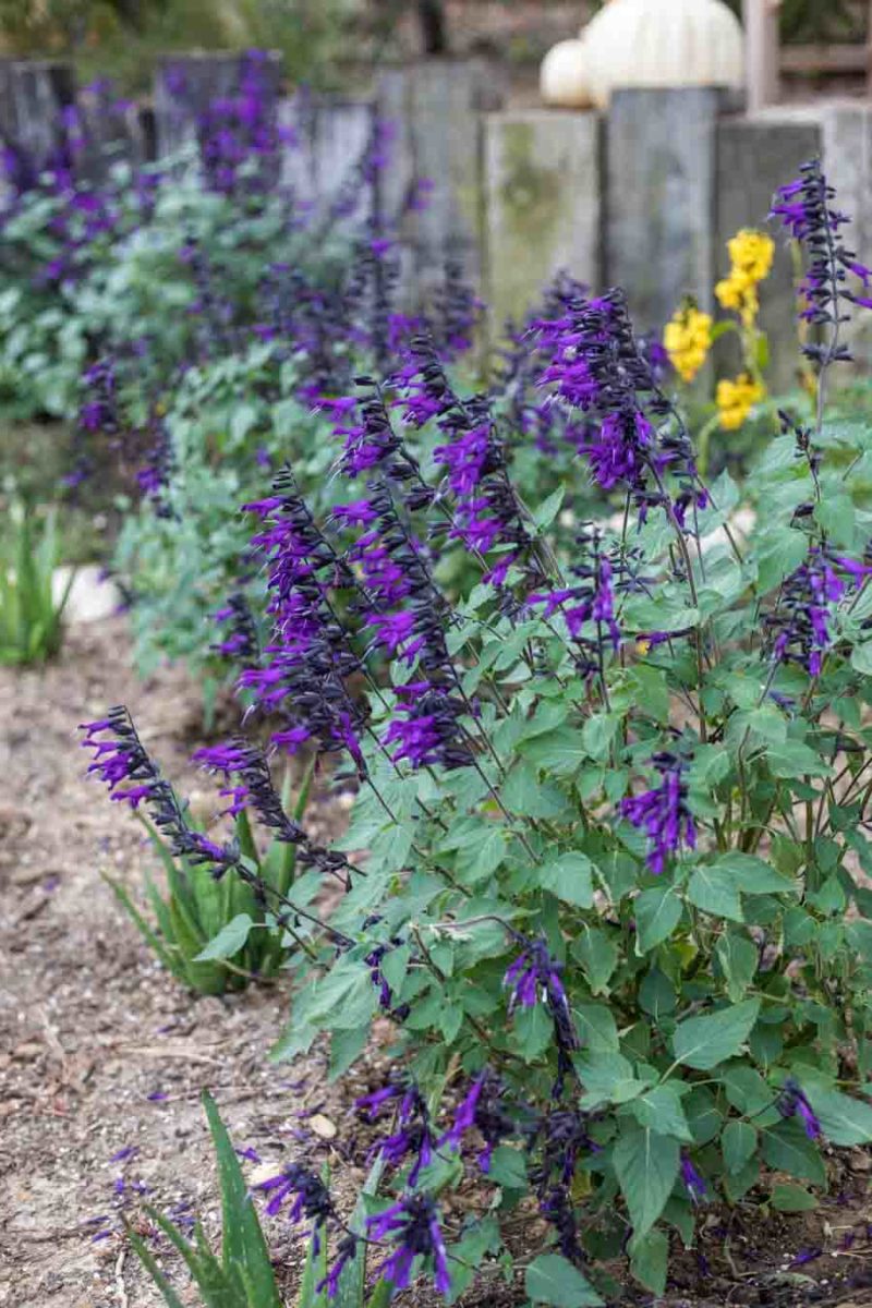 An image of Salvia or Sage plants with purple flowers and green foliage
