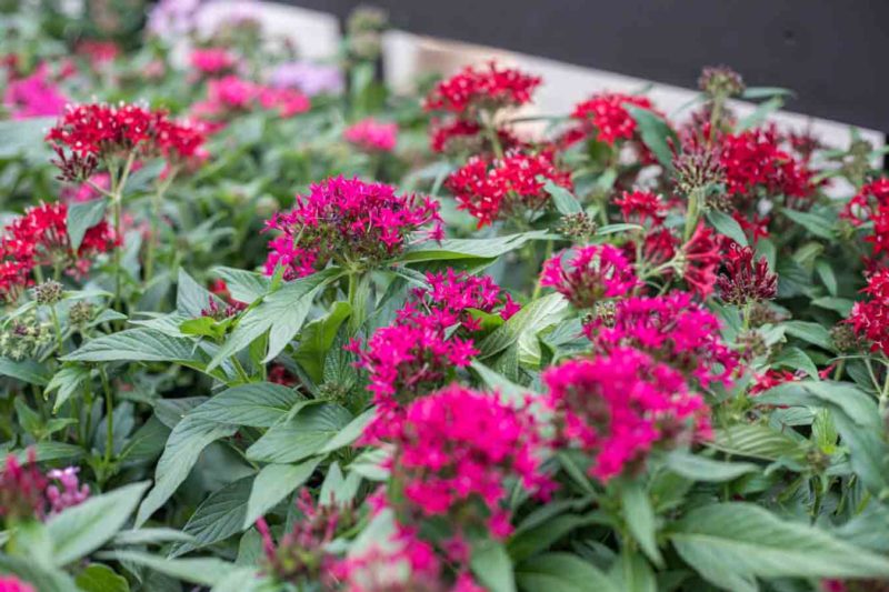 Fall_Isfor_Planting_Web-3 An image of pink and red Pentas plants