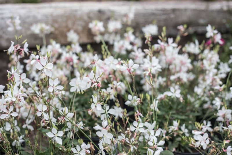 Fall_Isfor_Planting_Web-4 An image of white and pink gaura flowers