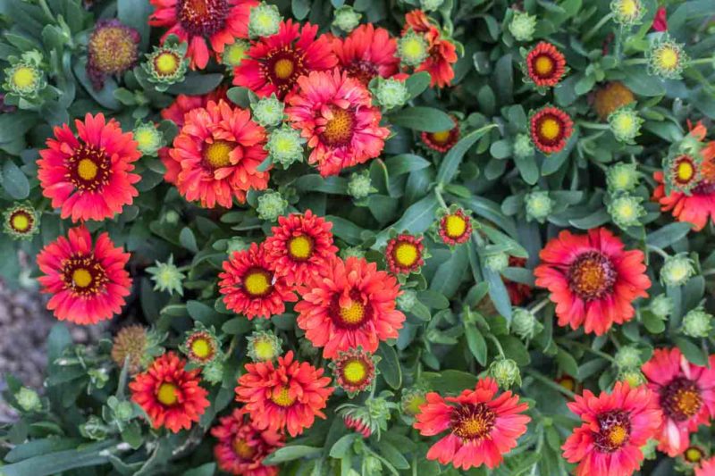 Fall_Isfor_Planting_Web-5 An image of vivid red Gaillardia flowers