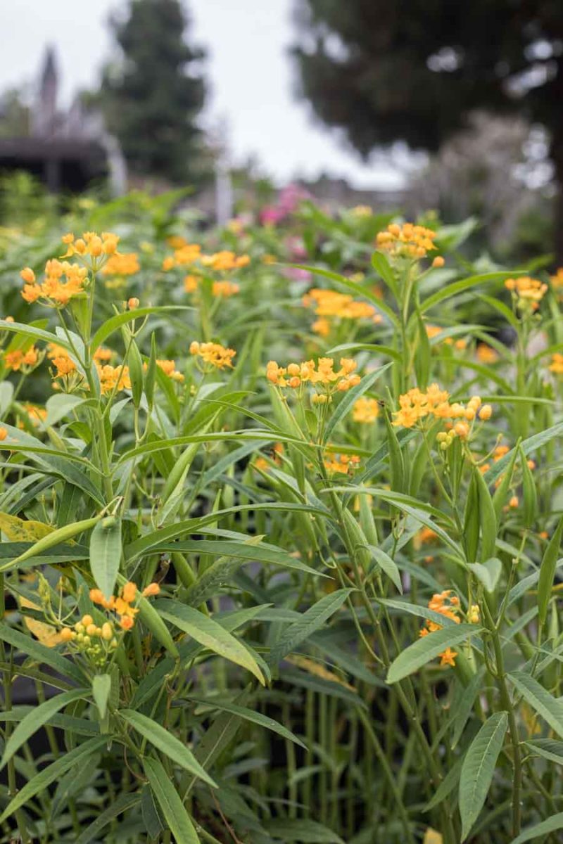 Fall_Isfor_Planting_Web-6 An image of exotic milkweed