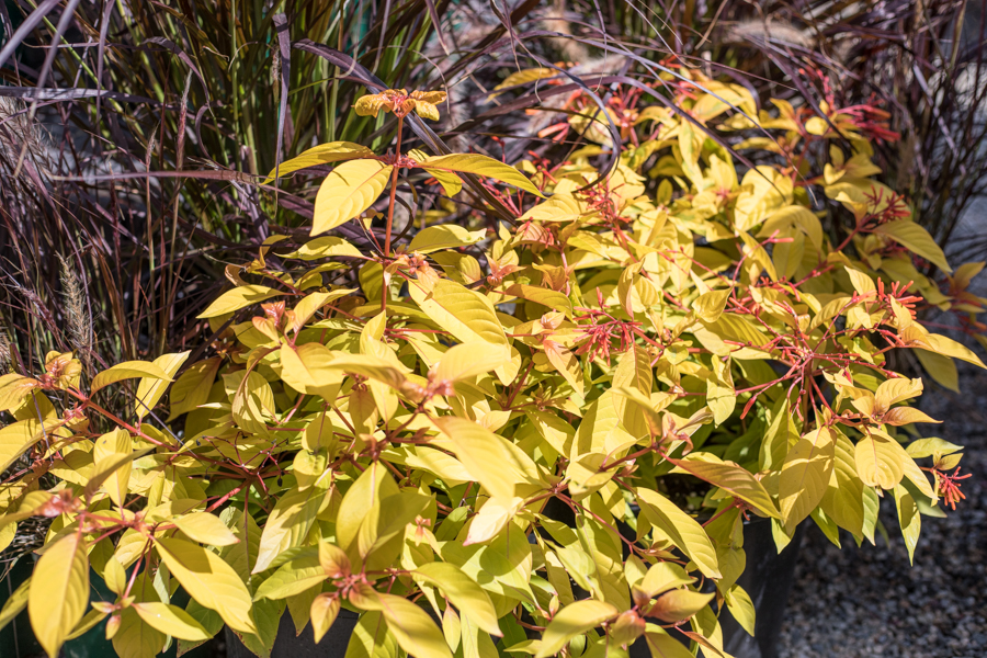 An image of the plant Lime Sizzler that has bright yellow leaves and red flowers.