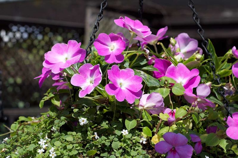 New-Guinea-Impatiens-(4) An image of vivd pink New Guinea Impatiens in a hanging basket