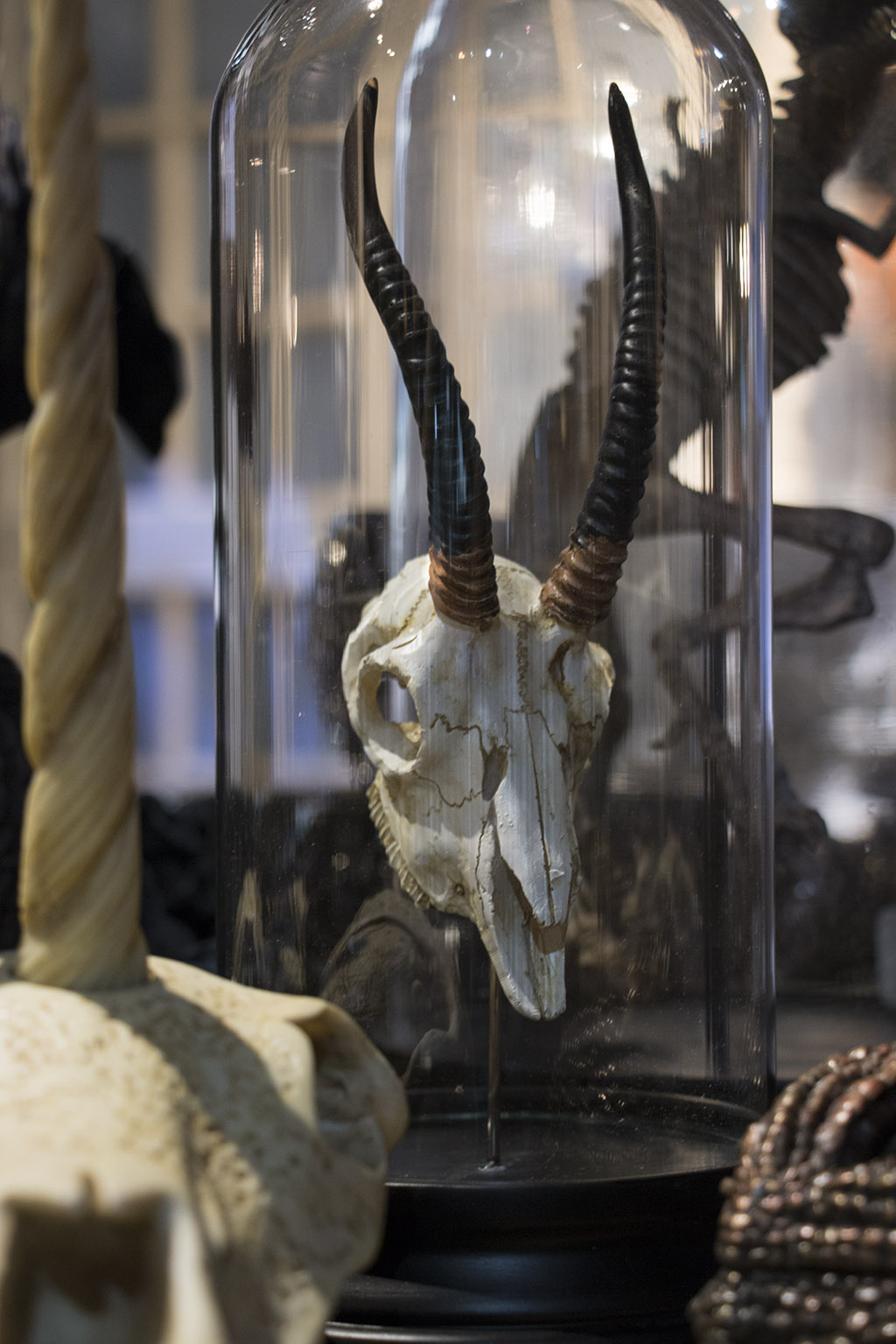 An image of a ghazal skull in a glass containment