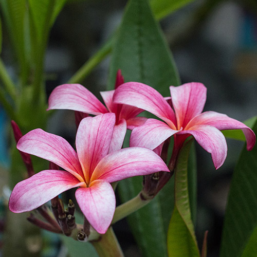 An image of pink Cancun Dreams Plumeria