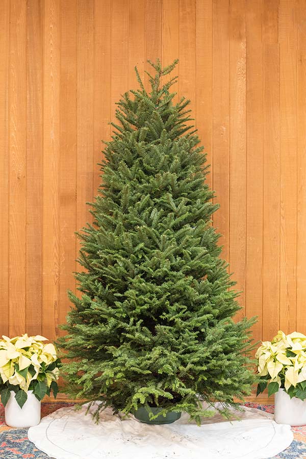 Fresh Cut Christmas Trees Roger s Gardens