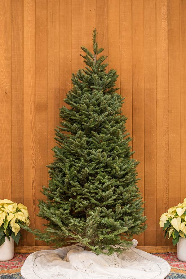 NordmannFir An image of a fresh cut Nordmann Fir Christmas tree