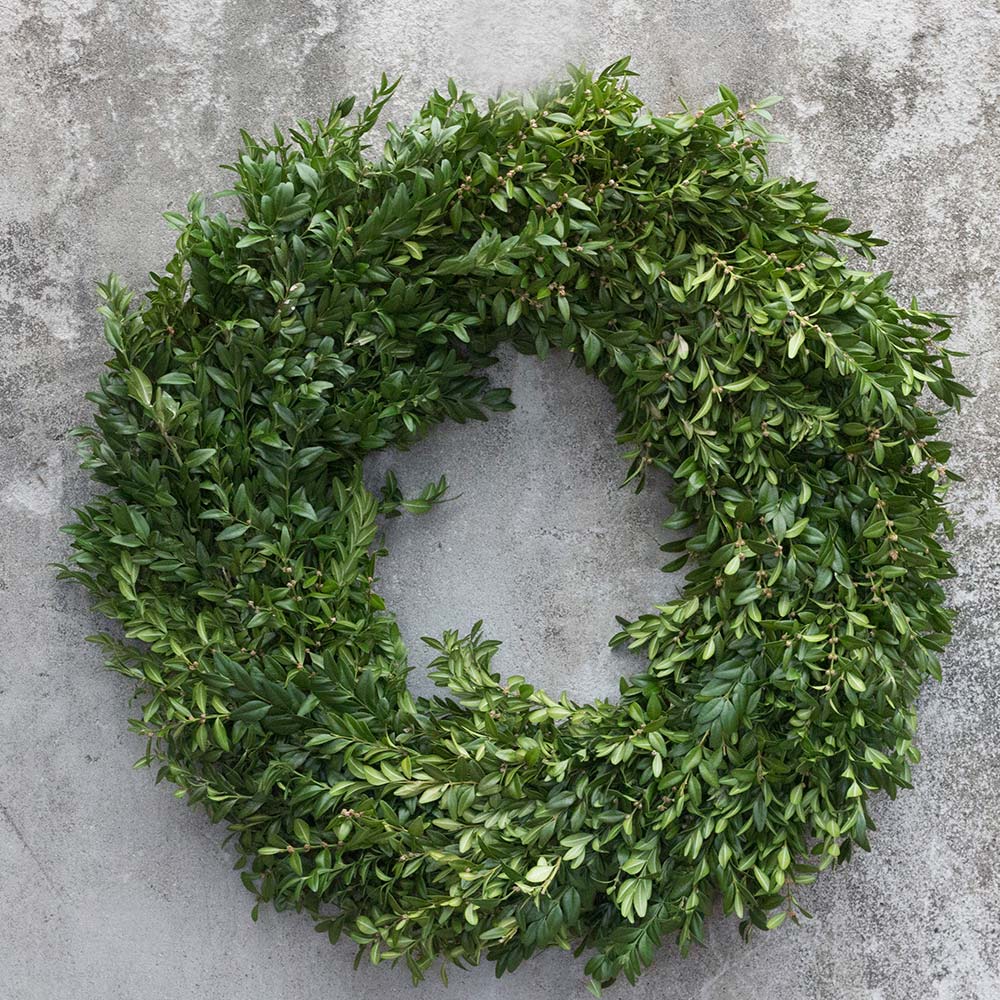 boxwood An image of a boxwood wreath