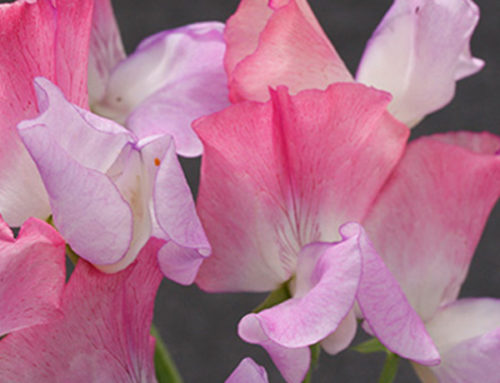 Sweet Peas