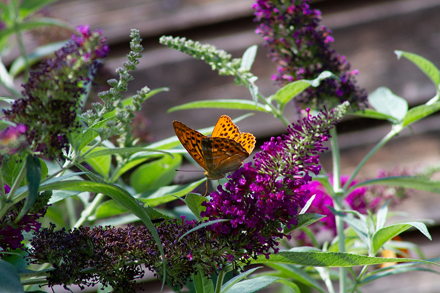 Butterfly on Purple Flower