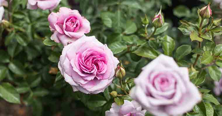 An image of pink roses for the Rose Pruning Seminar