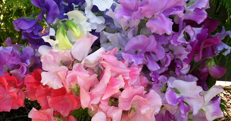 An image of various colored sweet peas