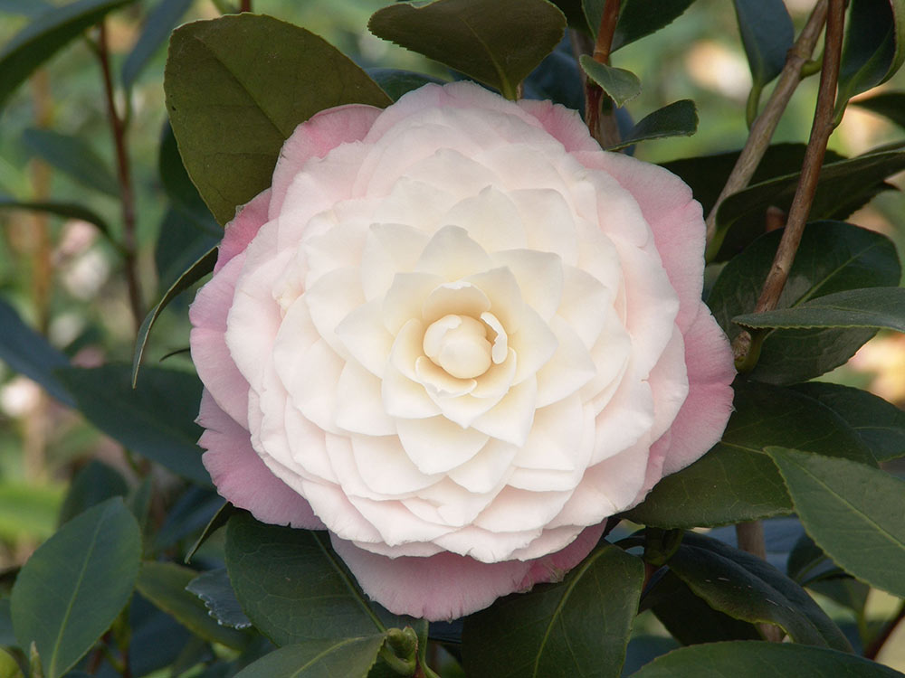 An image of Pink Pearl Nuccios Camellia