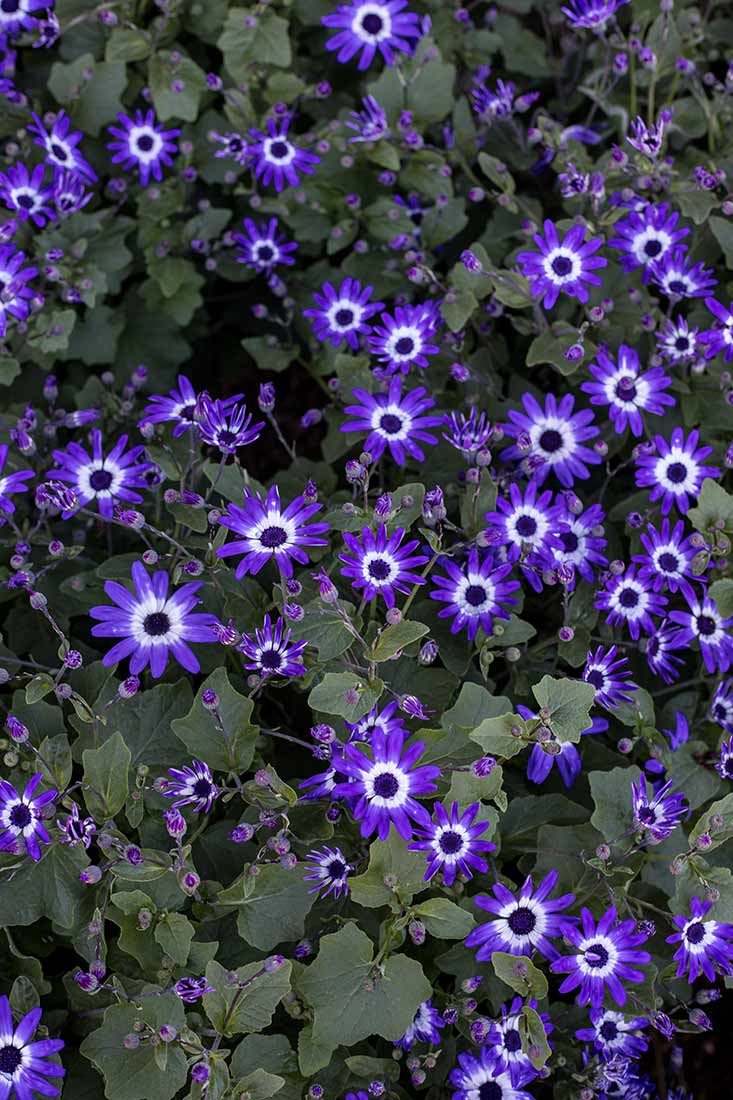 An image of purple daisies