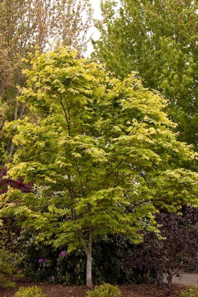 Japanese Maples 