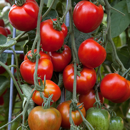 An image of stupice tomatoes