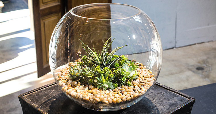 An image of a glass bowl with succulent terrarium workshop