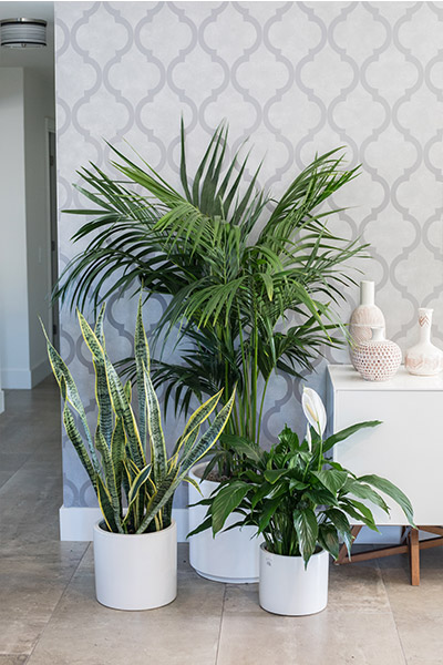 An image of three other planted indoor plants in white pots