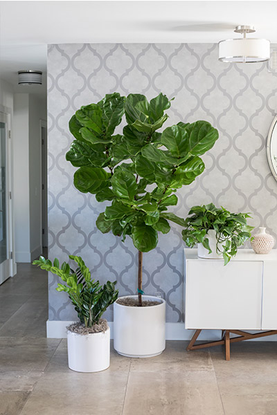 An image of another three types of planted indoor plants in white pots