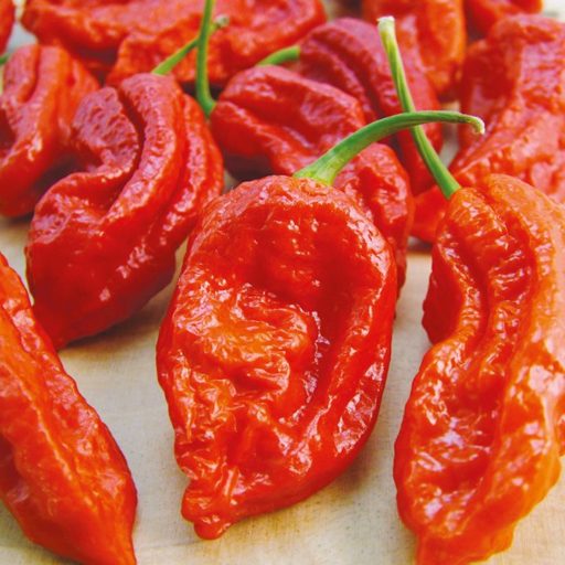 An image of Bhut Jolokia "Red Ghost" Peppers