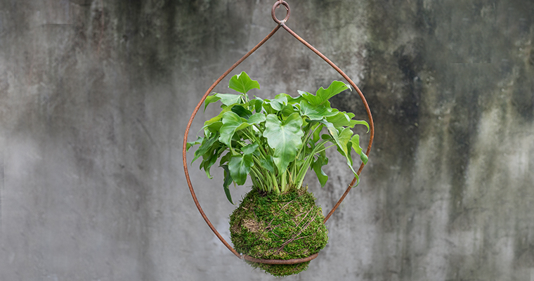 An image of an iron hanging moss kokedama for the workshop