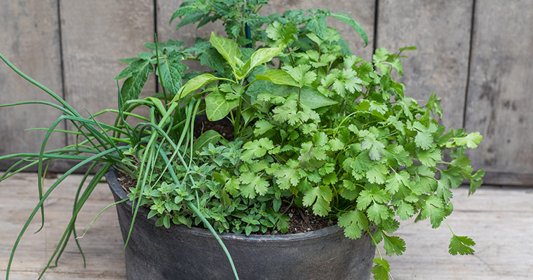 An image of a salsa herb planter workshop