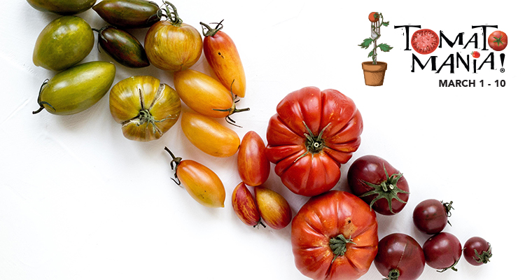 An image of the brightly colored green, yellow, orange and red tomatoes with the Tomato Mania logo on the right