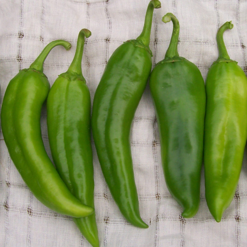 hot-pepper-anaheim_LRG An image of a green Anaheim Pepper