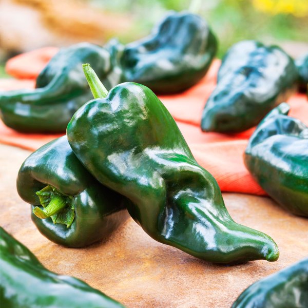 poblano-ancho-hot-pepper An image of a green Ancho Poblano Pepper