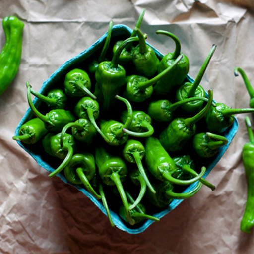 An image of a green Shishito Pepper