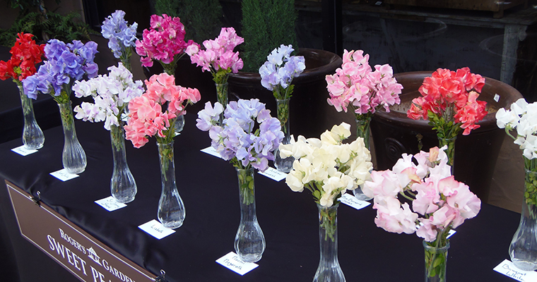 An image of variety of colored sweet peas