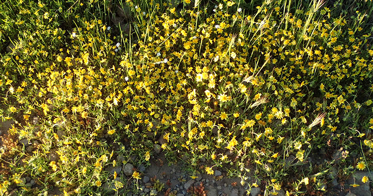 An image of yellow wildflowers