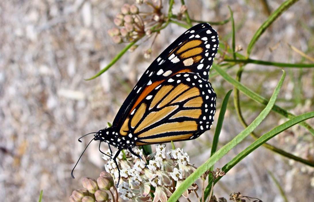 Monarchs And Milkweeds What Gardeners Need To Know Roger S Gardens