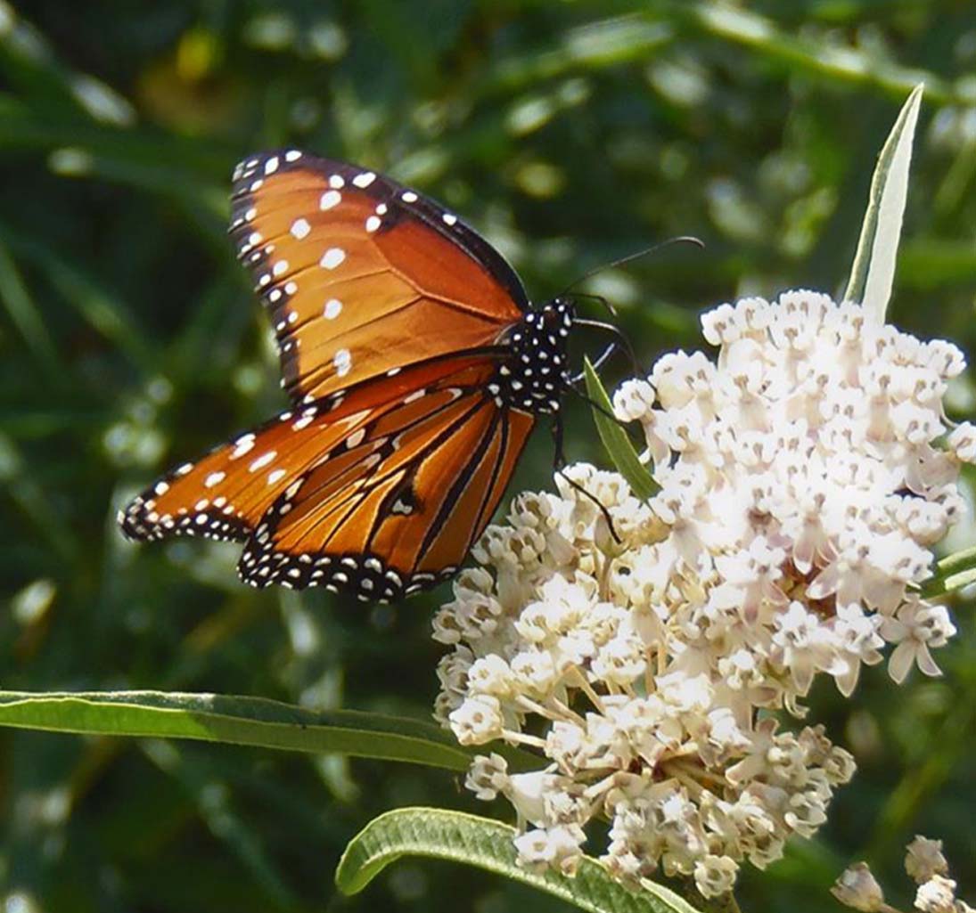 Monarchs And Milkweeds What Gardeners Need To Know Roger S Gardens