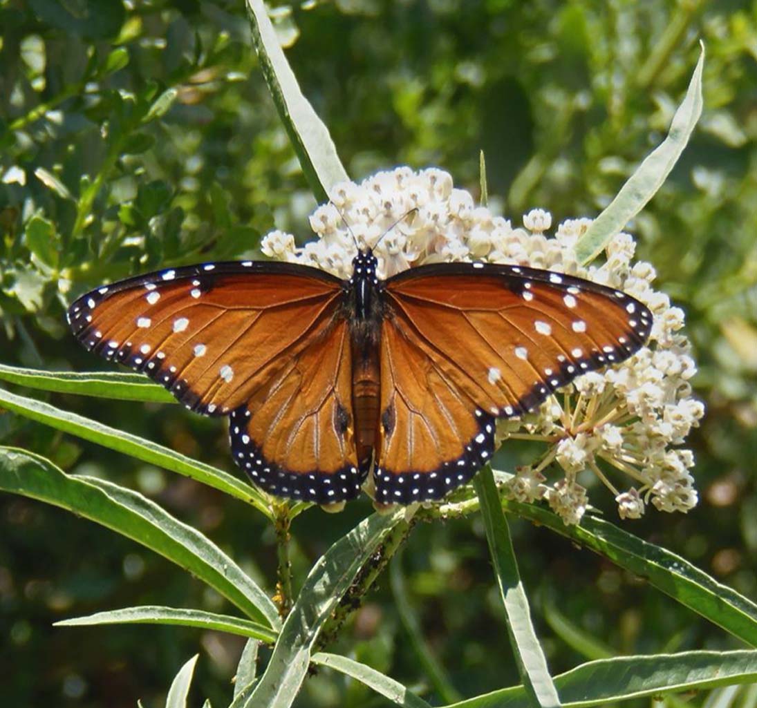 Monarchs And Milkweeds What Gardeners Need To Know Roger S Gardens