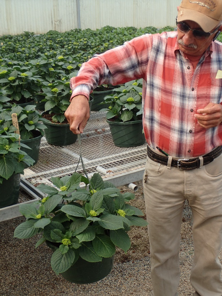 An Image of green plant of plant buying trip