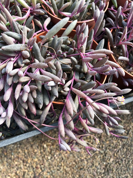 An Image of A Purple Plant of Plant Buying Trip