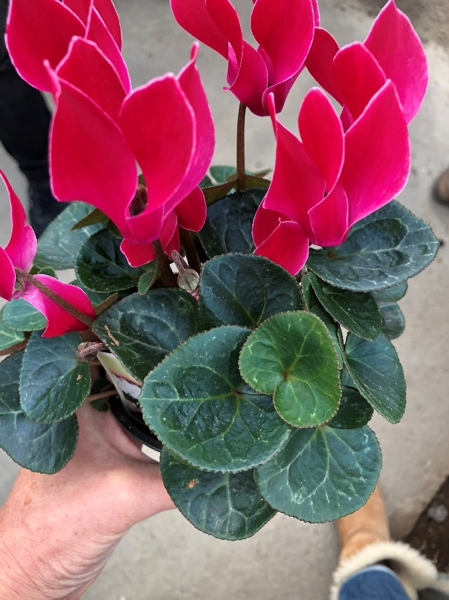 An Image of Pink Plant on Plant Buying trip
