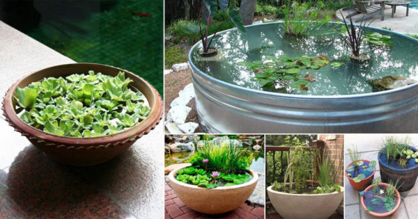 An image of a peaceful diy water garden container