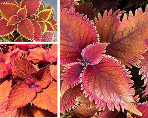 An image of coleus trusty rusty