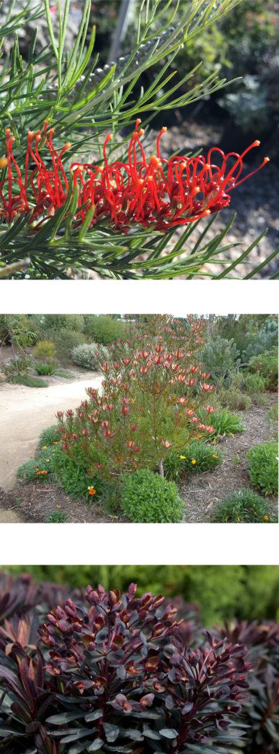 An image of Euphorbia 'Blackbird'